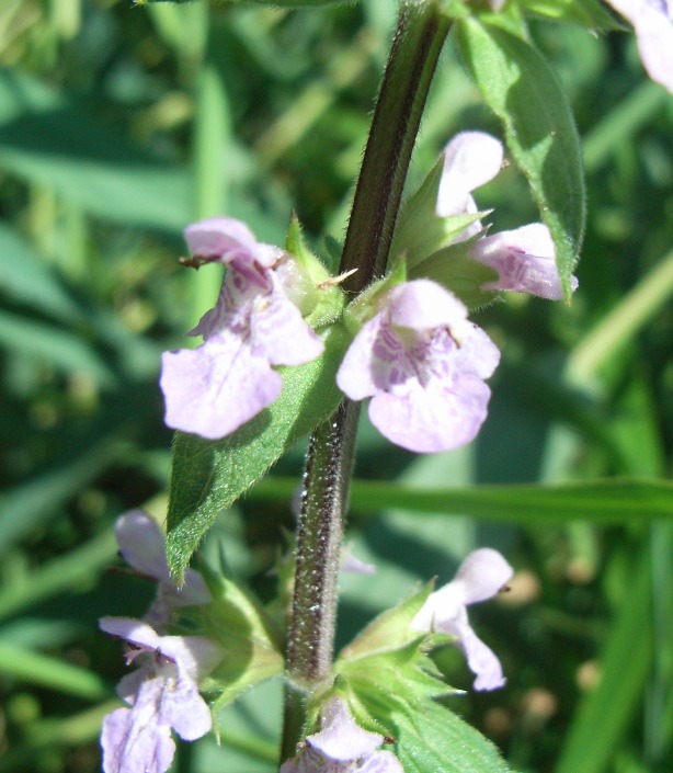 lungo il canale - Stachys palustris